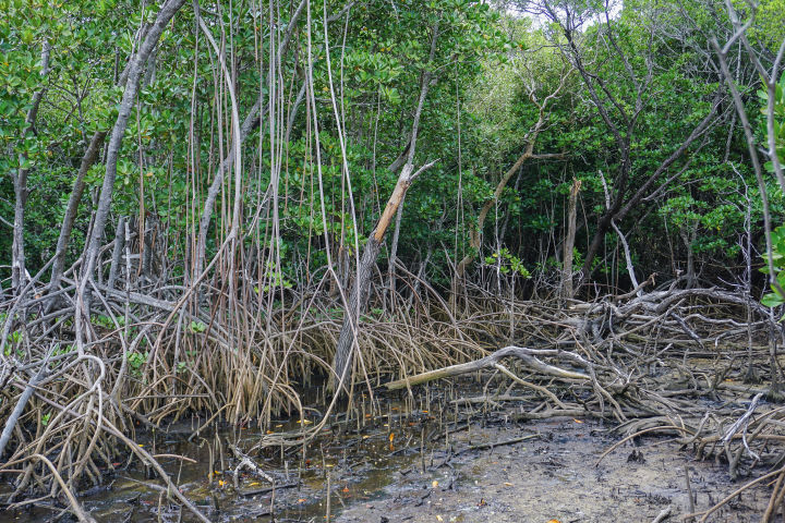 Tangled roots make mangroves a challenge.