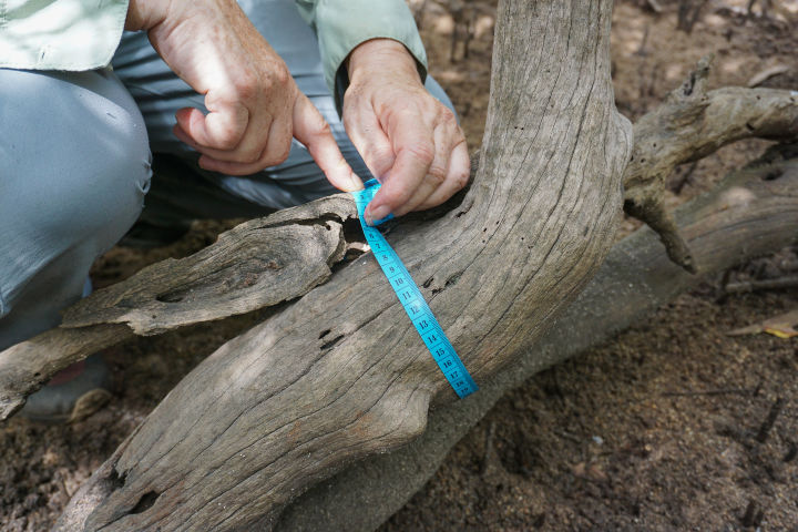 Tapes measure the diameter of tree trunks.