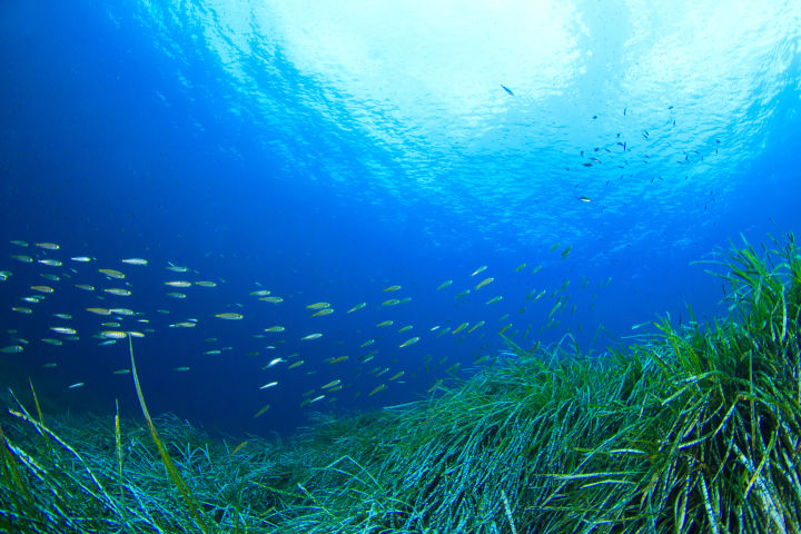 Seagrass meadows are critical fish habitats.