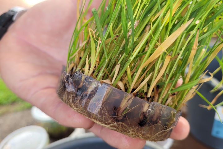 9,000 Pachymetra resistant tissue culture seedlings have been planted. Credit: Cassowary Coast Reef Smart Farming