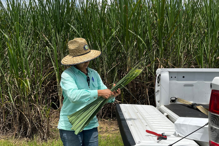 Extension Officer Maria Solis taking leaf samples. Credit: Cassowary Coast Reef Smart Farming