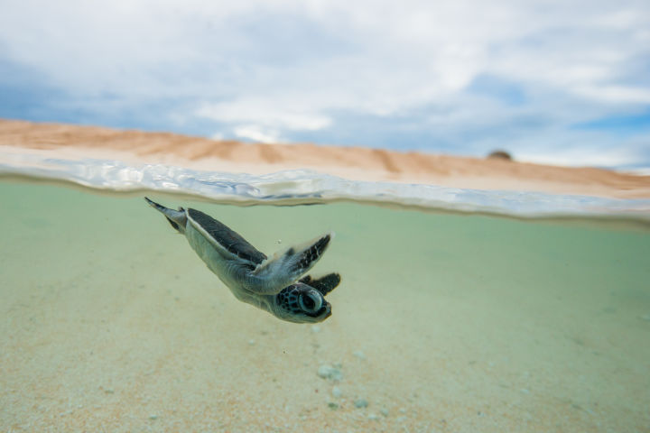 The journey from nest to reef is a perilous predator-filled gauntlet for our green turtle. Credit: Gary Cranitch
