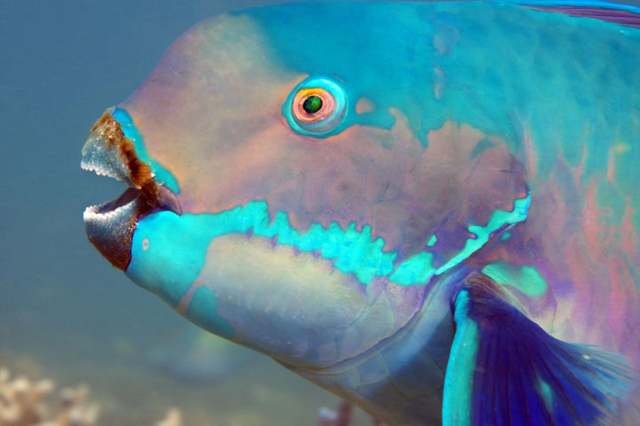 Five fascinating facts about parrotfish 