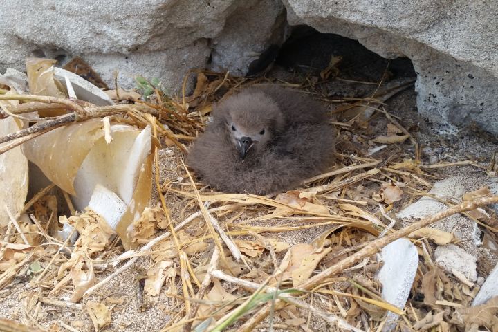 ​Endangered seabird discovery on Raine Island breaks 30 year record