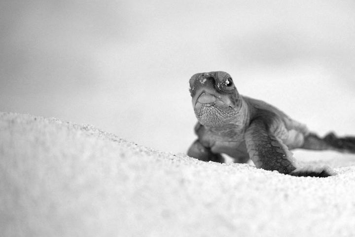10 fascinating facts about sea turtles