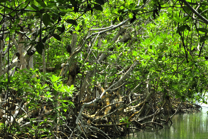 Monitoring mangroves