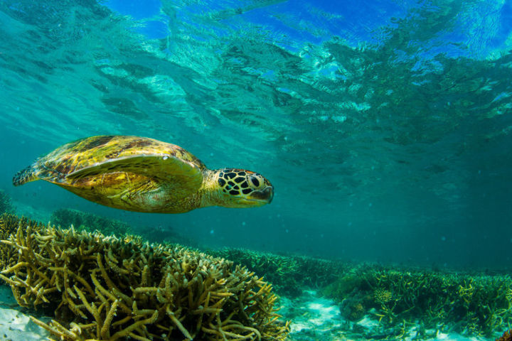 Green turtle approaches the shore