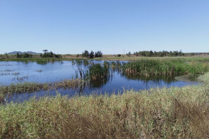 Lower Burdekin constructed wetland treatment program
