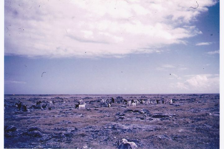 Lady Elliot Island - 1956-60