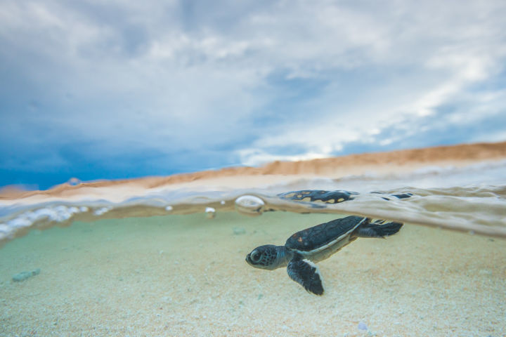 A green turtle hatchling at Raine Island. Credit: Christian Miller