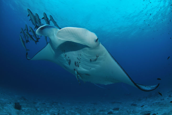 Manta Ray swims with Remoras