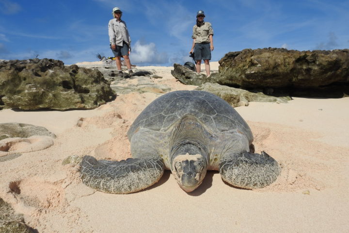 “Operation Sand Dune” saves more Raine Island green turtles