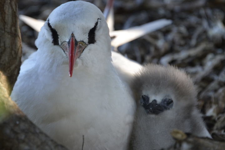 Red tailed tropicbird and chick at Lady Elliot Island