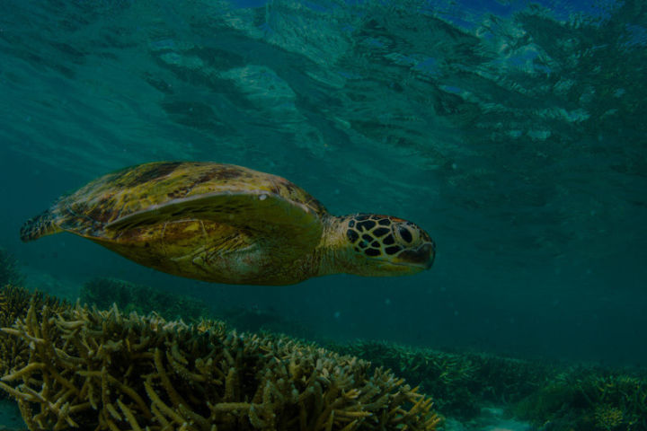 Green turtle approaches the shore