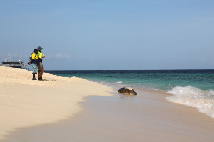 ​Trackers reveal the secret lives of Raine Island’s turtles