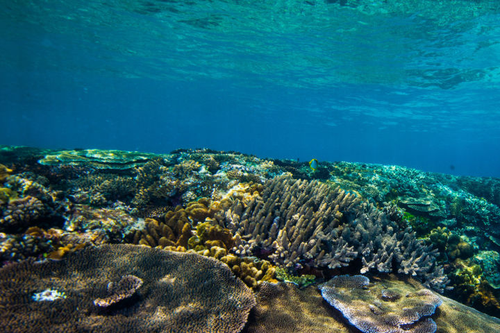 Healthy coral cover