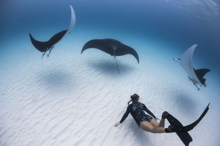 Swimming with manta rays at Coral Bay. Credit: Sam Lawrence.