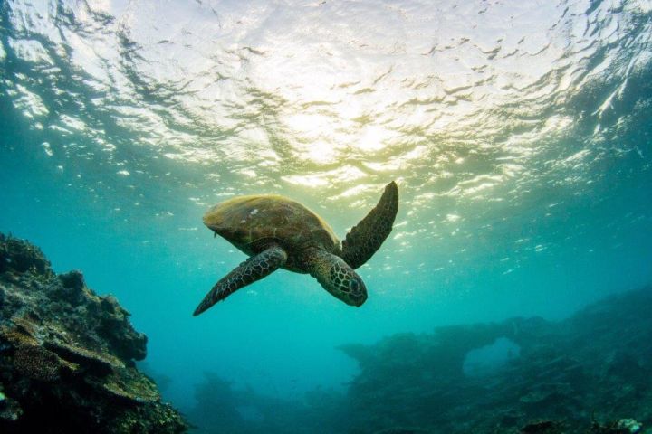 REEFCHAT: Saving our endangered turtles