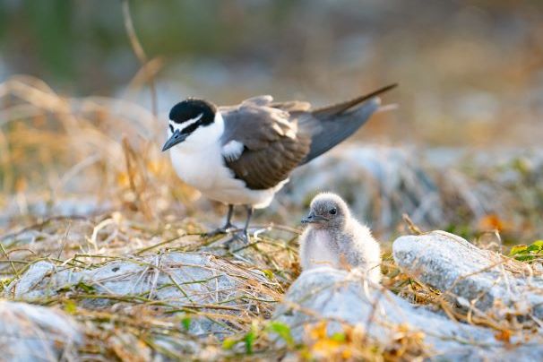 A bridled tern with its chick.