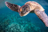 Green turtle: An icon with a story to tell 