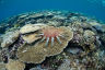 A crown-of-thorns starfish on the Great Barrier Reef.