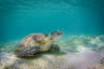 A green sea turtle rests on a sandy patch in a seagrass meadow. Photo purchased from Kobie Rhodes, a Yunbenun-Magnetic Island-based photographer, in May 2023.