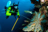 OLYMPUS DIGITAL CAMERA COTS diver culling COTS