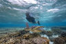 A snorkeler swims next to a turtle on the Great Barrier Reef.