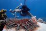 Kenny Wolfe: 'Finding important Reef animals where you least expect them'