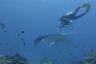 A researcher swims over a manta ray to take an ultrasound.
