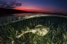 Eastern Fiddler Ray in seagrass. 