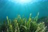 EOI Guidelines - TO Seagrass Monitoring and Restoration