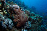 Less COTS, more corals