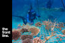 Tourism operators on the Great Barrier Reef assessing coral nurseries for outplanting.