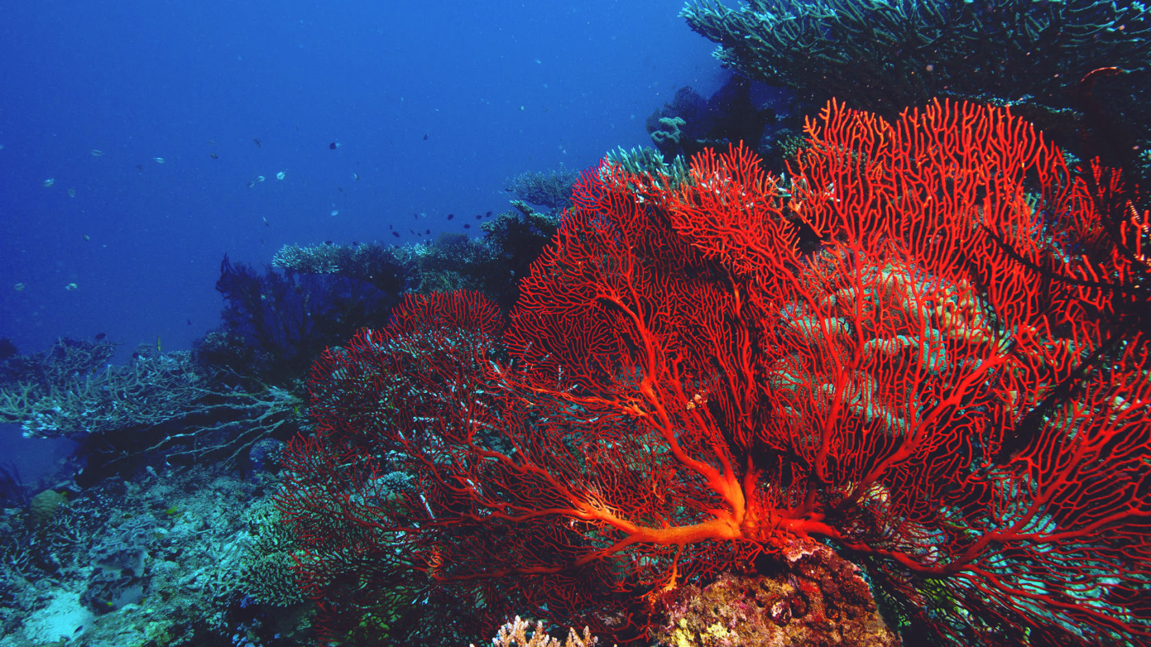 Красные коралловые водоросли