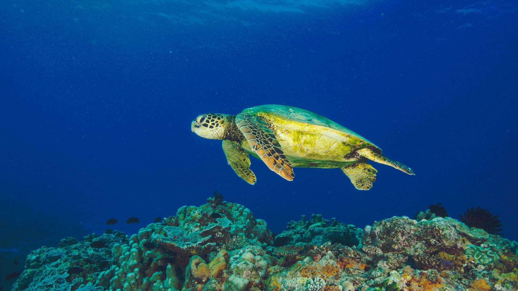 Restoring the world's largest green turtle rookery - Great Barrier Reef ...