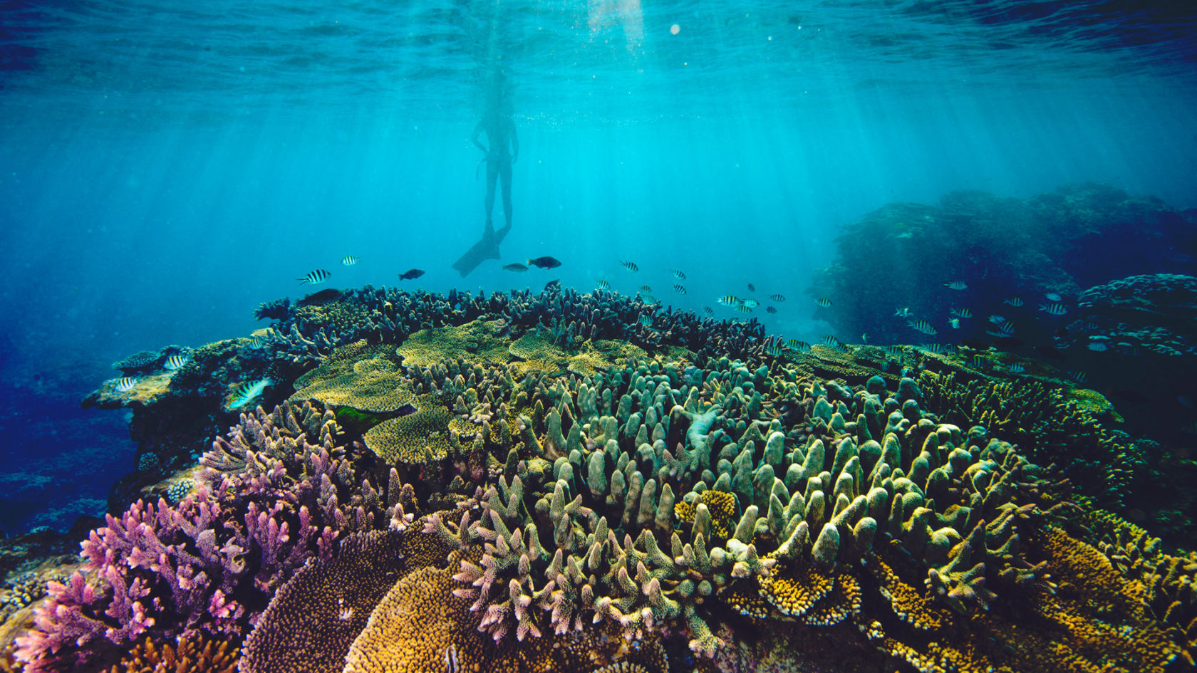 examples of competition in the great barrier reef