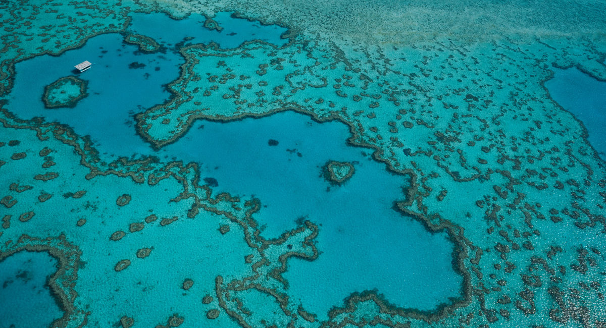 What we’re doing to save our Reef and how you can help - Great Barrier ...