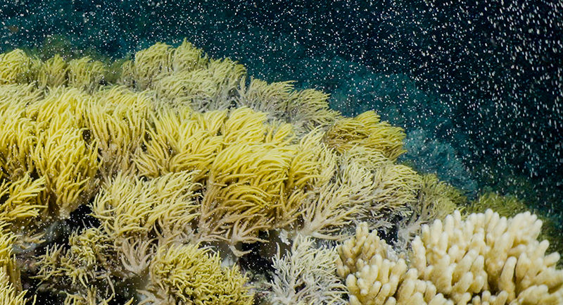 Coral Spawning What Are The Odds Great Barrier Reef Foundation