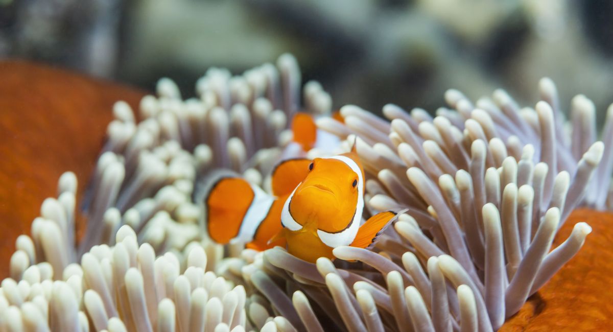 coral reef clown fish