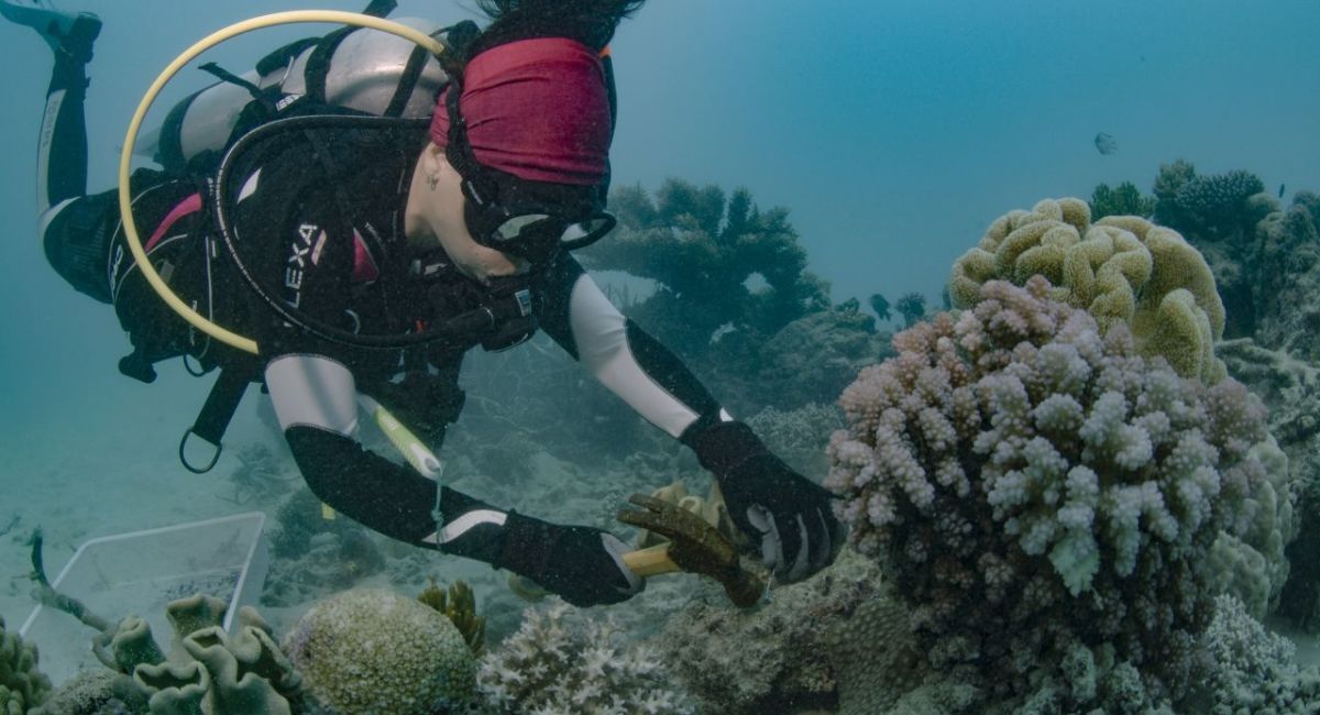 Reef partnership to plant 100,000 corals off Cairns & Port Douglas ...