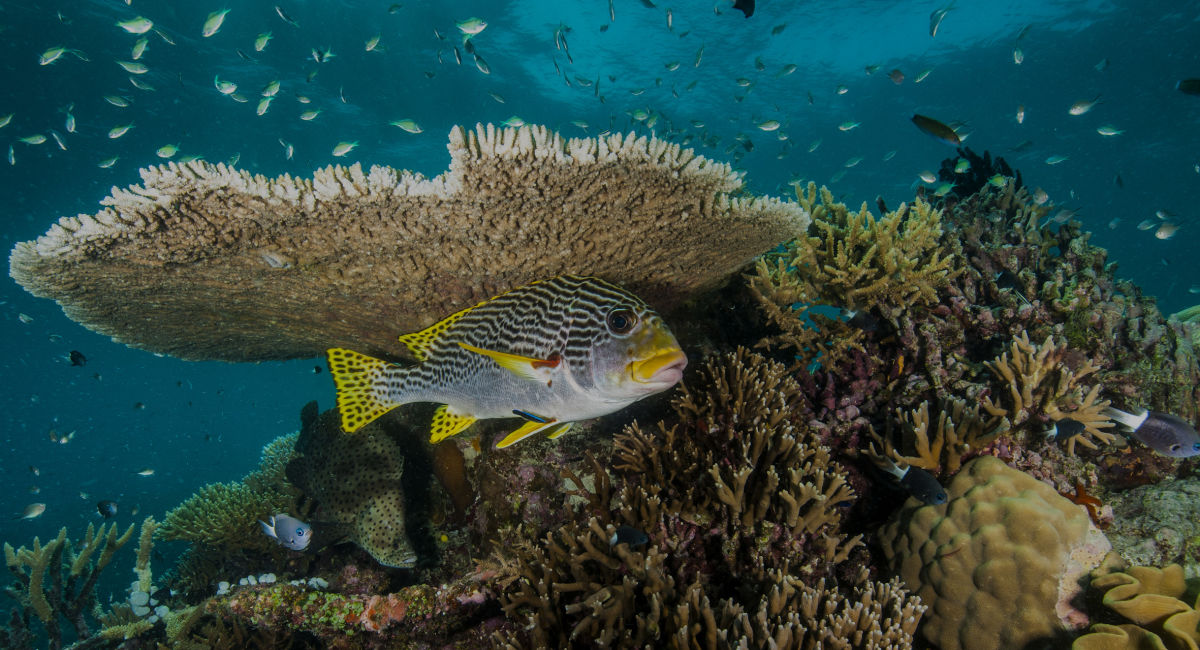 Why Do We Need Coral Reefs Great Barrier Reef Foundation