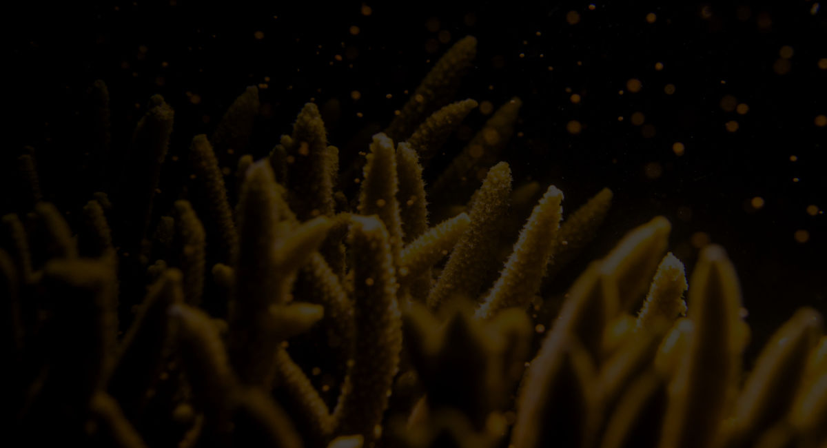 Explainer: mass coral spawning, a wonder of the natural world