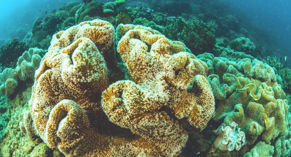 Crown-of-Thorns Starfish Control - Great Barrier Reef Foundation