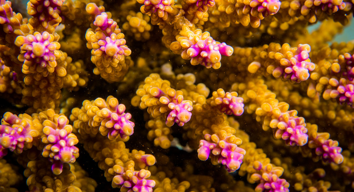 Coral Sex Conceives New Growth For The Great Barrier Reef Great Barrier Reef Foundation 4656