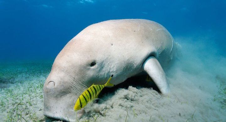 Dugong Great Barrier Reef Foundation Great Barrier Reef Foundation