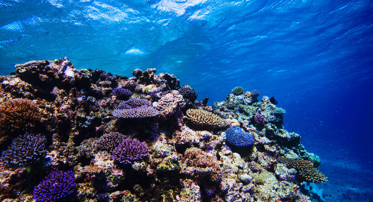 Bouncing back from extreme weather - Great Barrier Reef Foundation