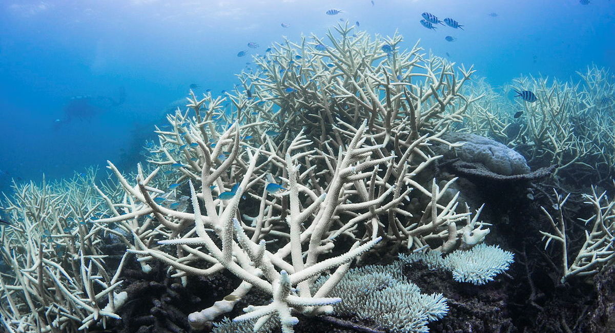 Understanding Coral Bleaching: Threats to the Great Barrier Reef ...