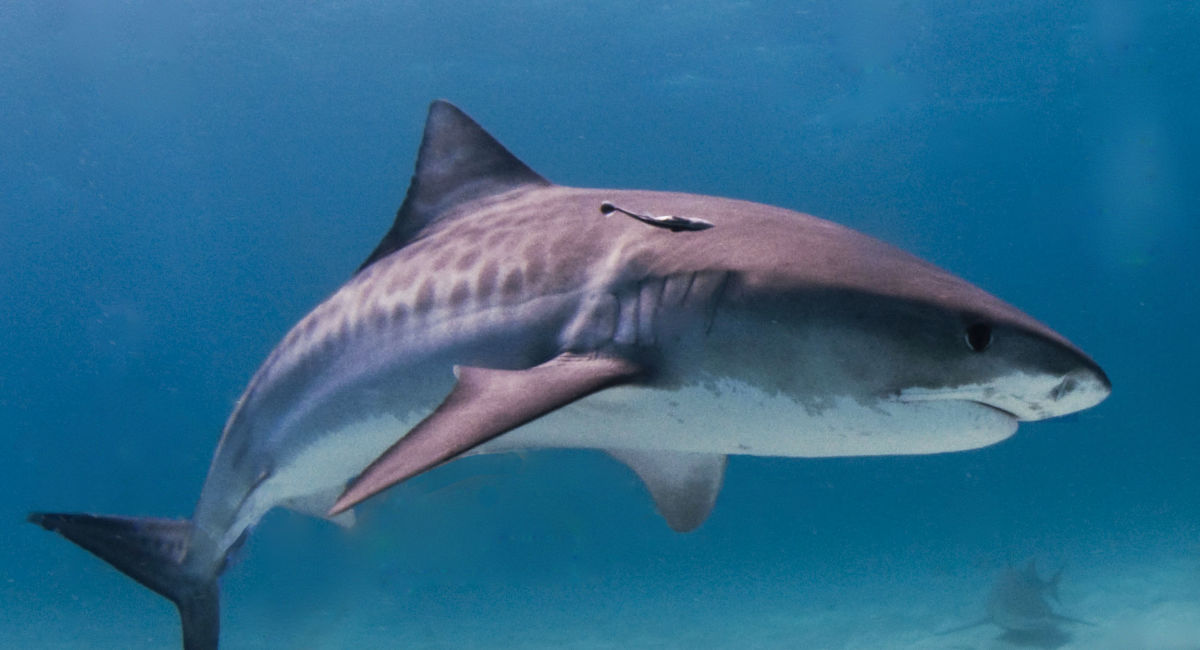 What Do Tiger Sharks Eat? What's Really in Their Stomachs? – Ocean Action  Hub