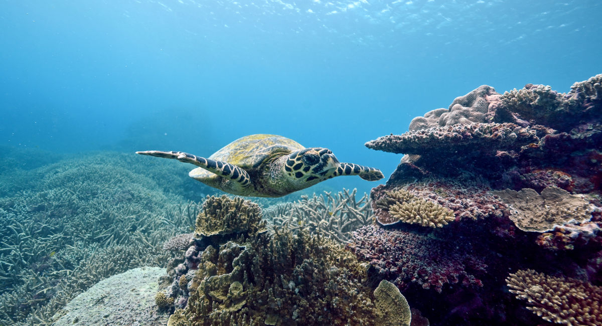 Coles commits $10 million to help protect the Great Barrier Reef ...